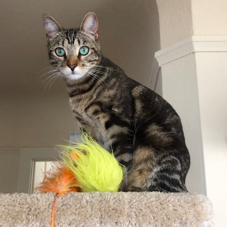 Cat on a Play Tower | Taste of the Wild