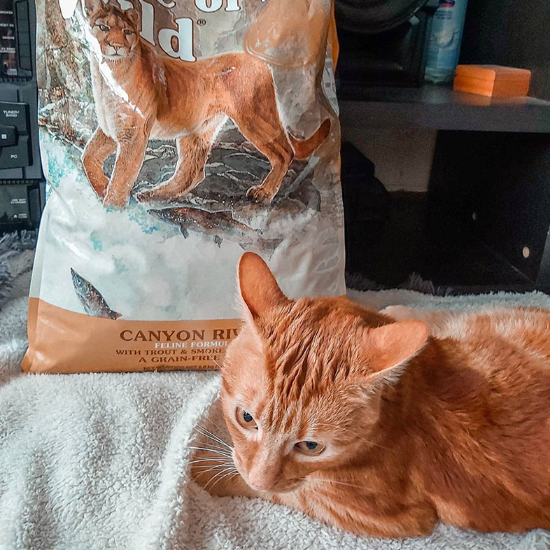 Cat with Bag of Cat Food | Taste of the Wild