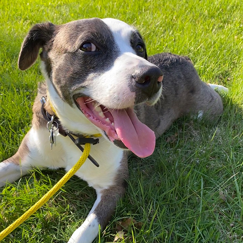 Dog in Grass | Taste of the Wild