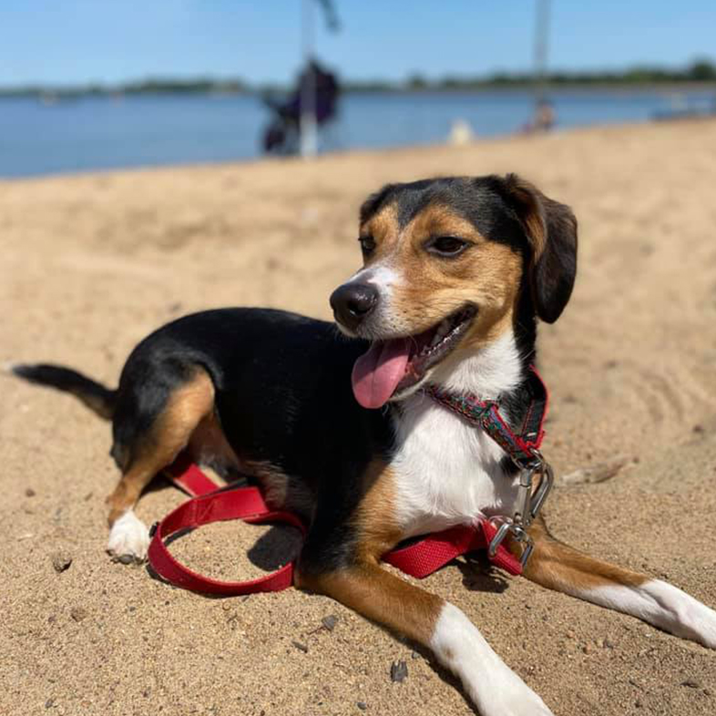 Dog on the Beach | Taste of the Wild