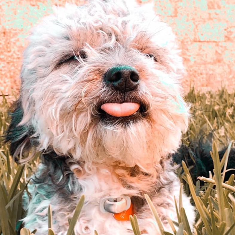 Dog with Eyes Closed and Tongue Out | Taste of the Wild