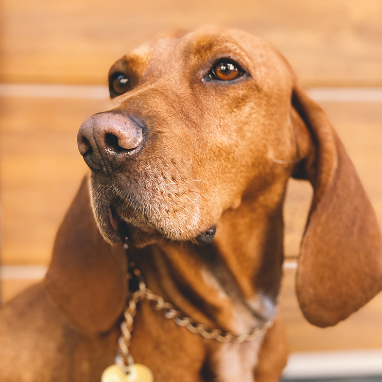 Hound Wearing Leash | Taste of the Wild