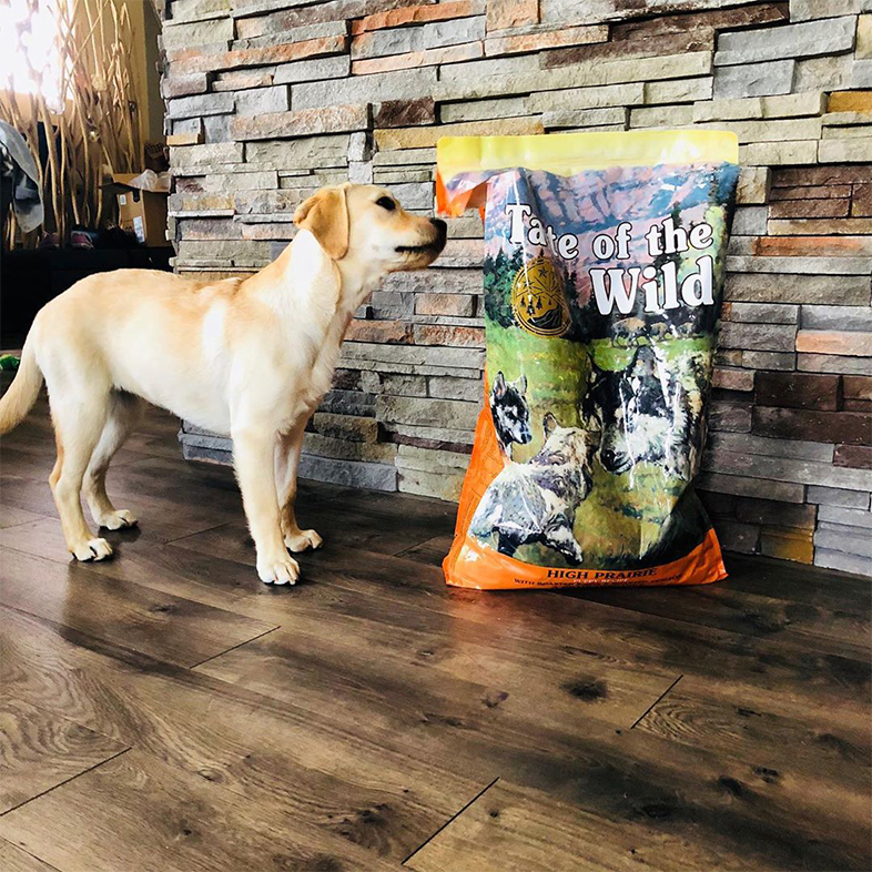 Lab Looking at Taste of the Wild Bag | Taste of the Wild
