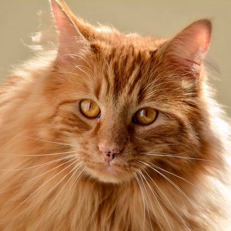 Orange Cat | Taste of the Wild