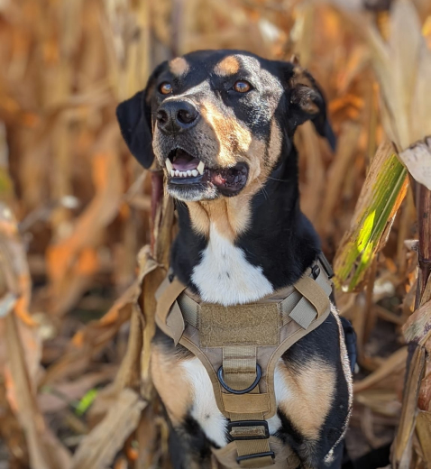 A black, white and tan dog standing outside wearing a brown harness.