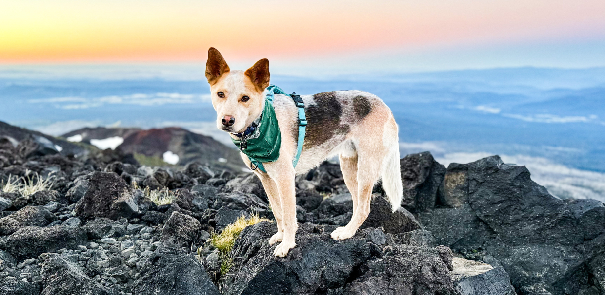 A brown dog standing on a rock formation with a mountainous landscape in the background.
