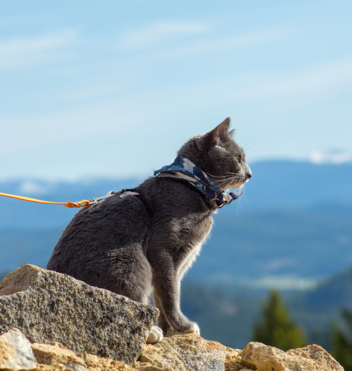 A gray cat on a leash standing on rocks with mountains in the background.