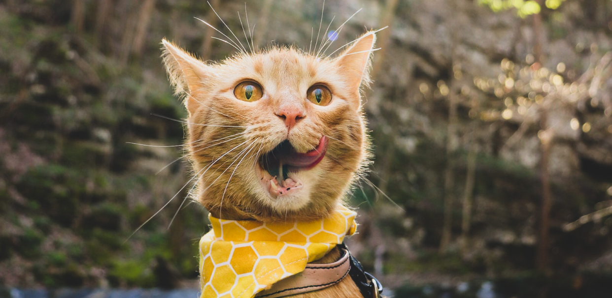 An orange cat wearing a yellow bandana and licking its lips.