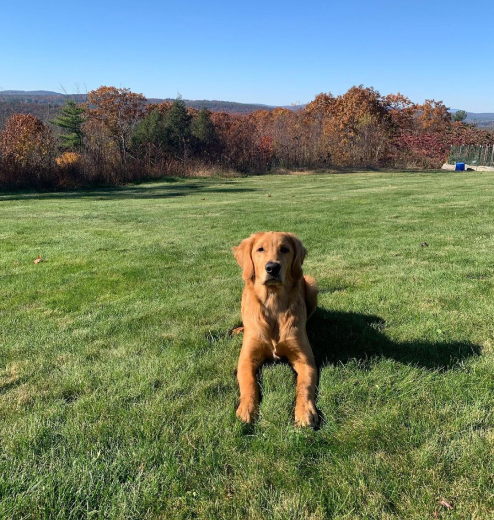 A retriever dog lying in green grass with trees in the background.