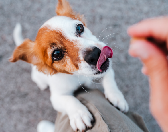 A young white and brown puppy licking its lips with its two front paws up on a person’s knee.