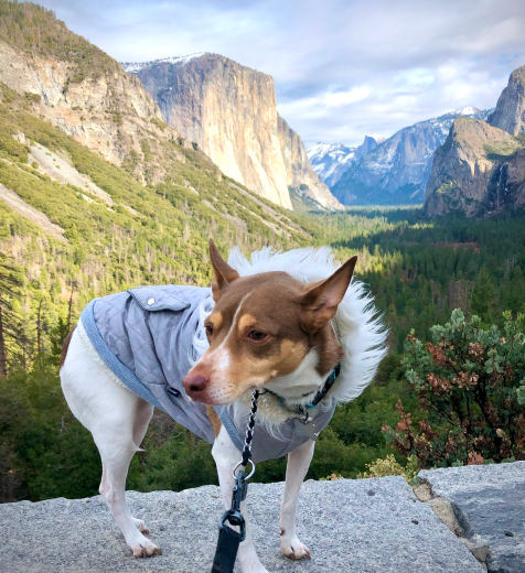 A white and brown dog wearing a winter coat while standing on a large rock with mountains in the background.