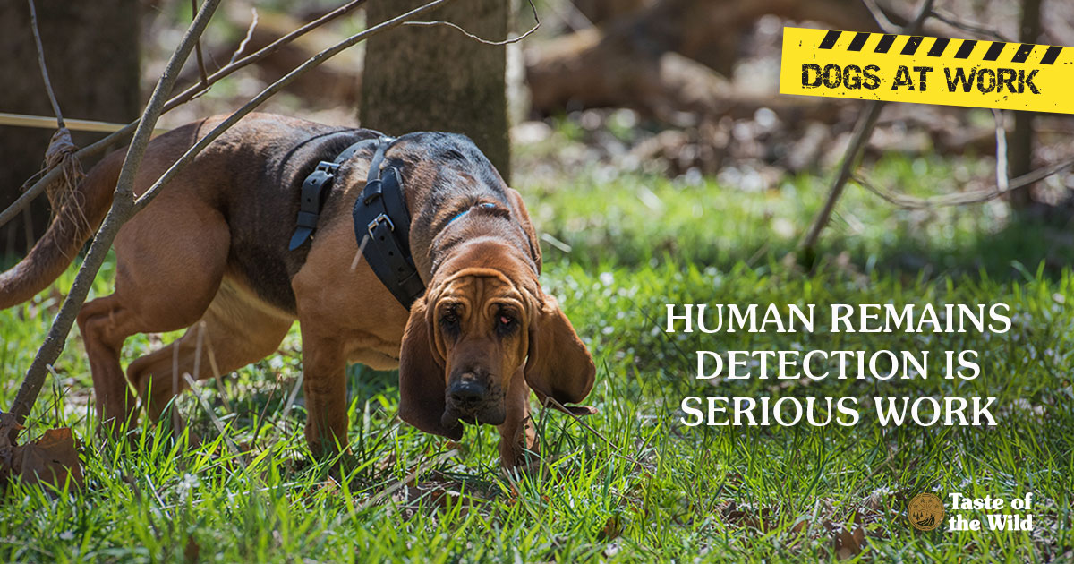 Human Remains Detection Is Serious Work