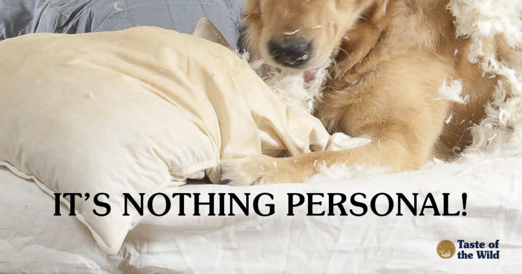 Destructive behavior in pets