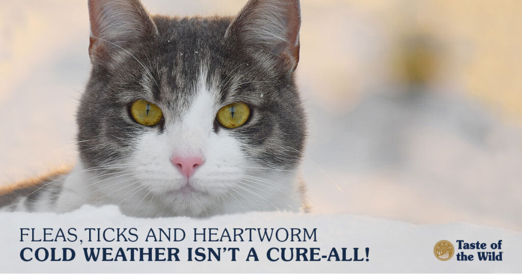 Pet Preventives in Winter
