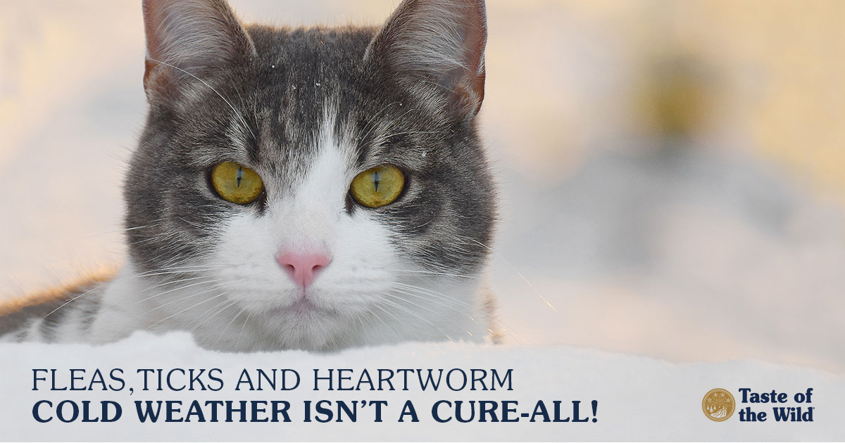 Pet Preventives in Winter