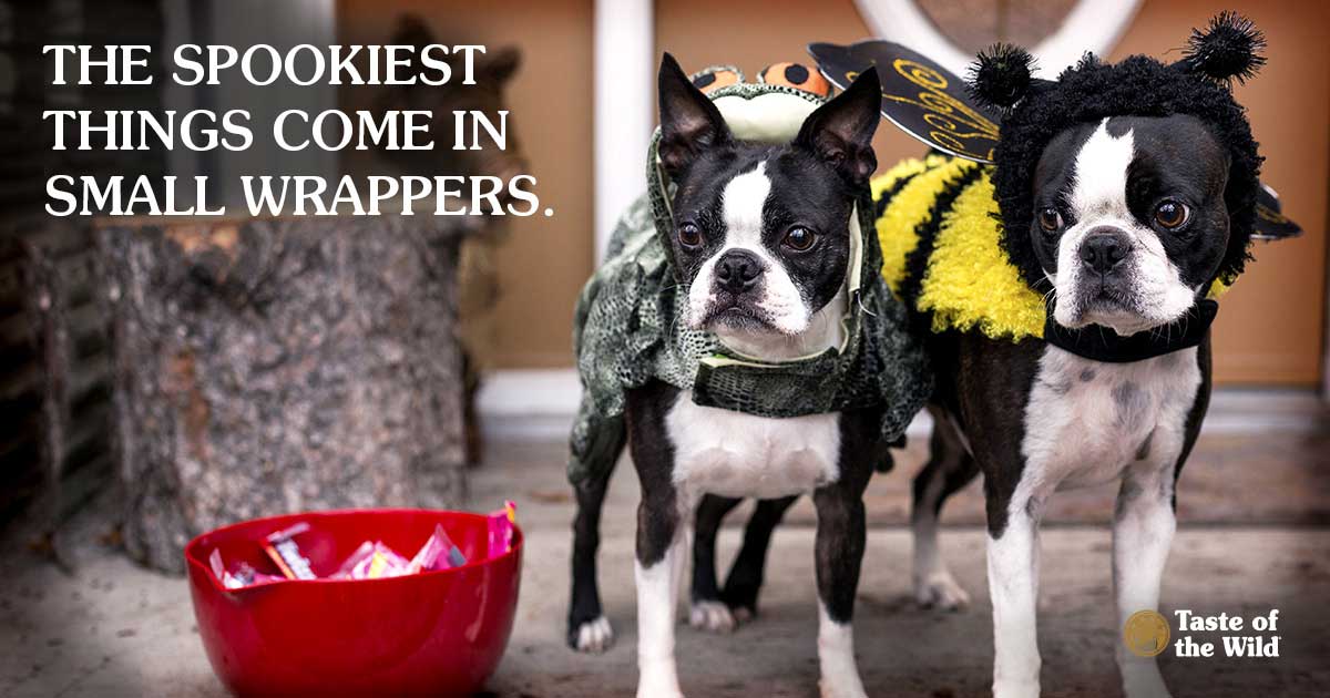 Dogs and chocolate