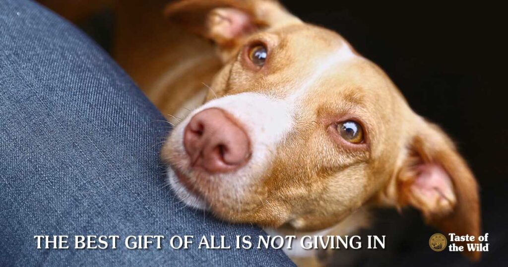 Pancreatitis in pets