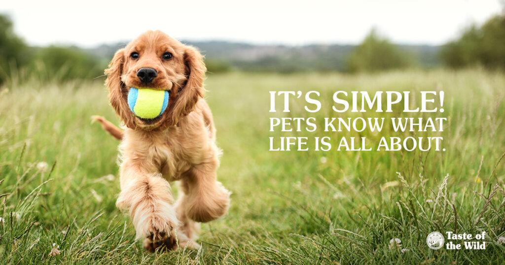 Living simply with pets