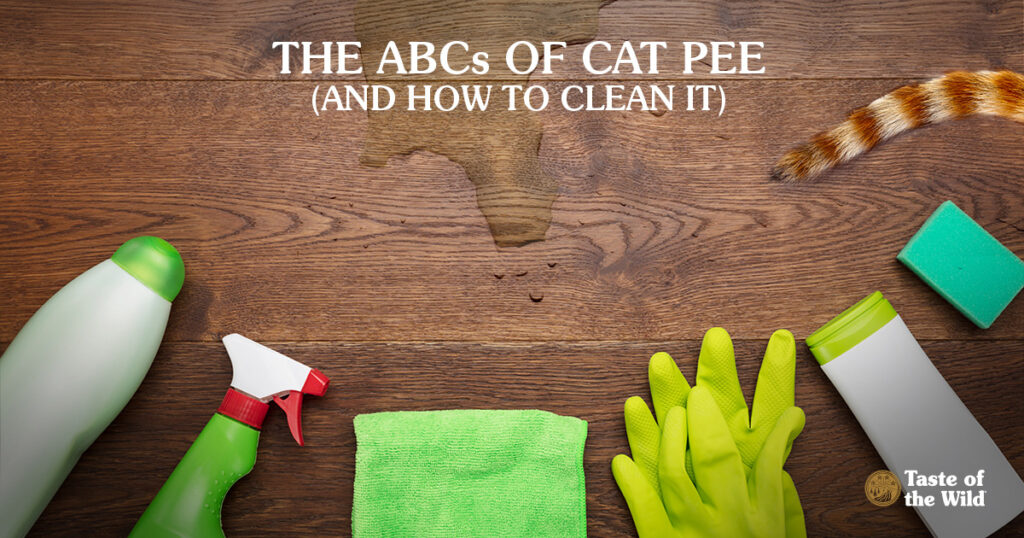 How to clean cat pee image
