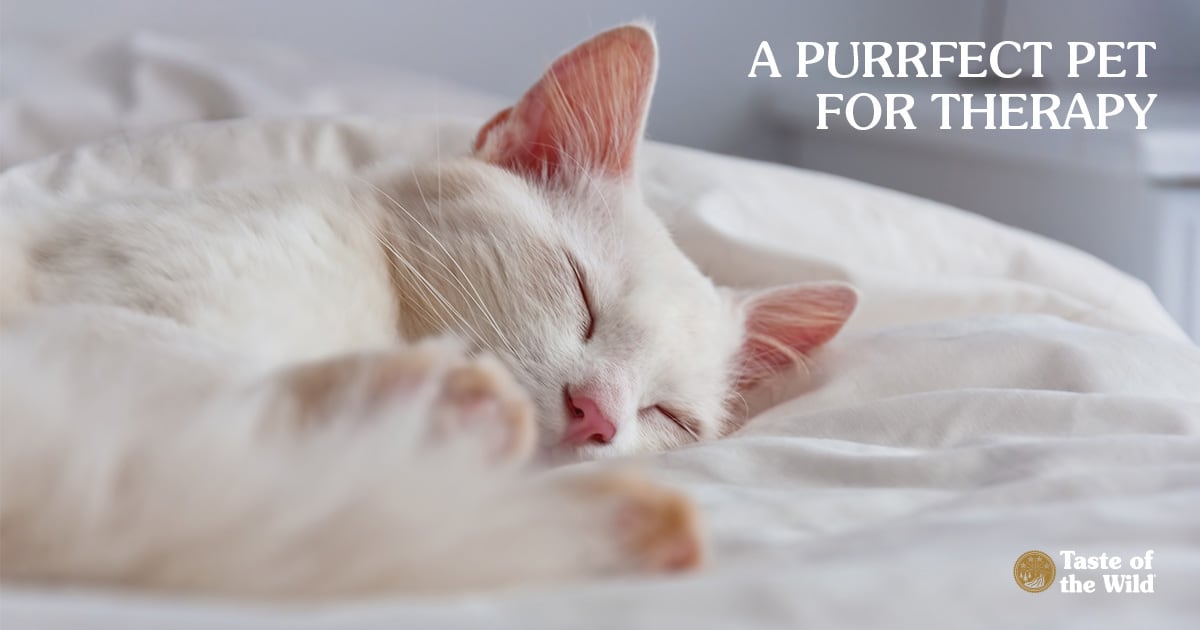 Therapy cats