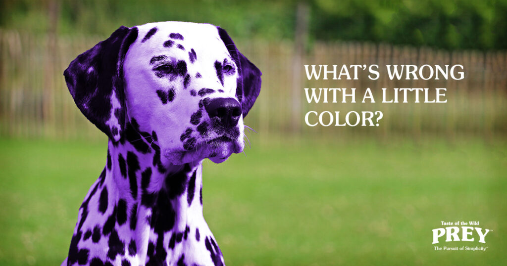 artificial food coloring and pets