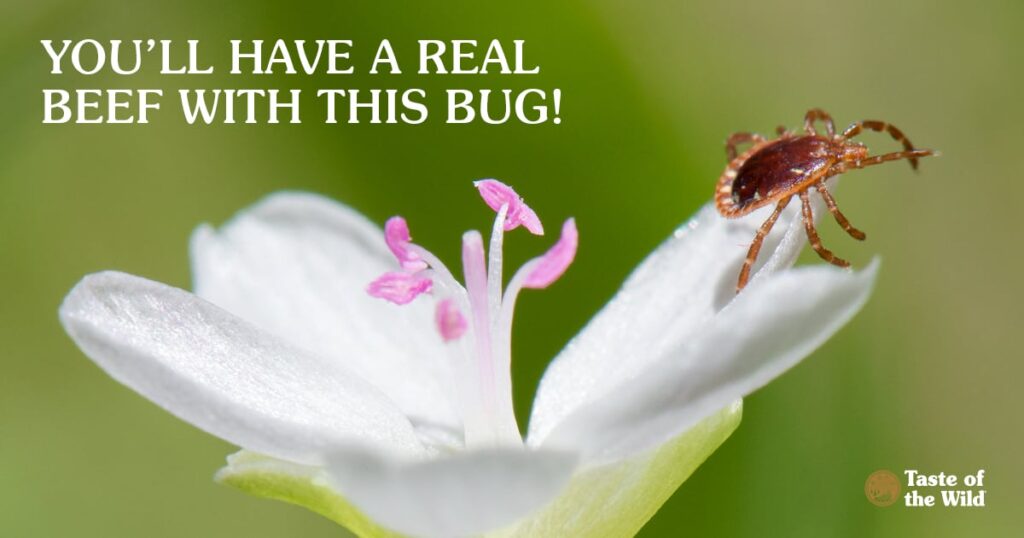 You'll have a real beef with this bug!