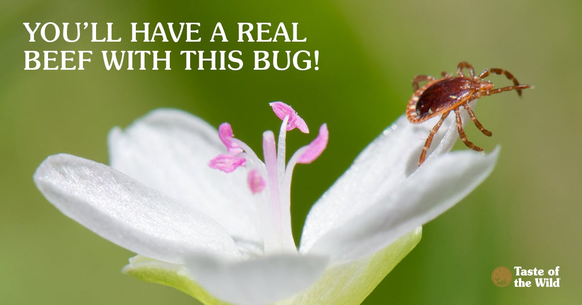 You'll have a real beef with this bug!