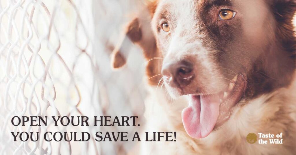 pets with chronic illness