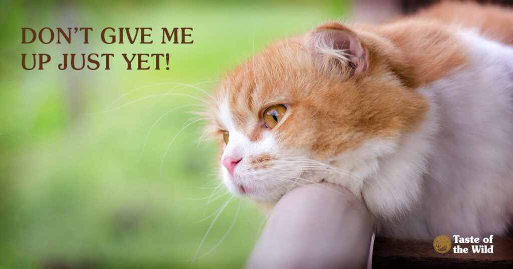 Don’t give up on your cat