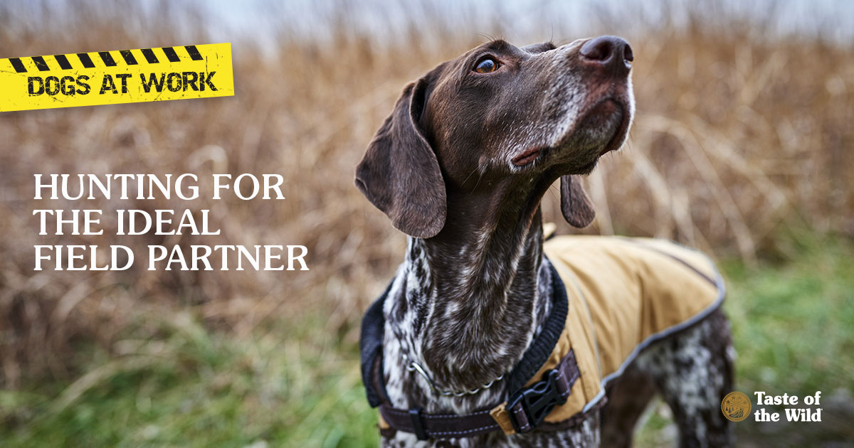 Dog in field hunting