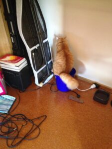 A cat sitting on top of a bucket on the floor.