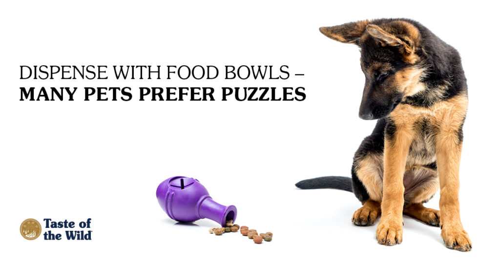 German Shepherd sitting next to purple food toy