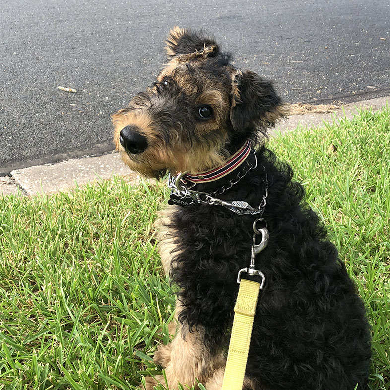 Airedale Terrier Looking Back | Taste of the Wild