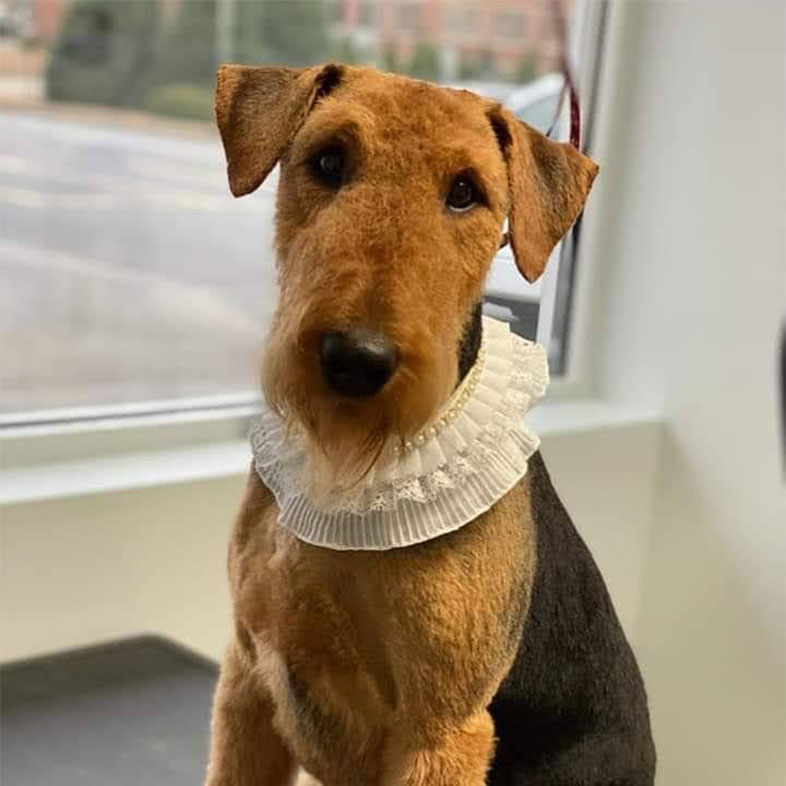 Airedale Terrier With Scarf On | Taste of the Wild