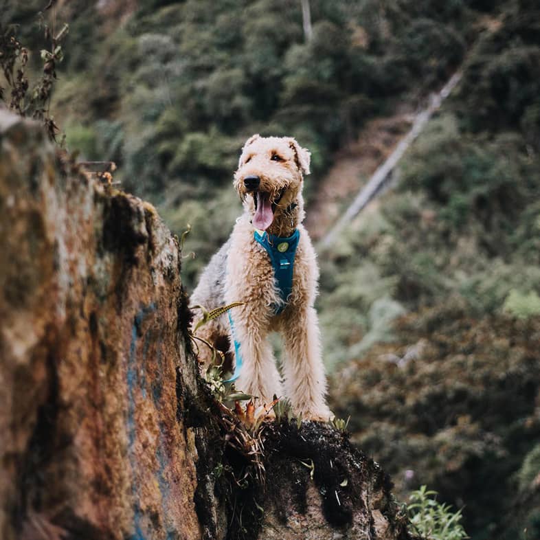 An Airedale terrier wearing a teal harness stands on a rock in front of lush mountains and looks to the left.