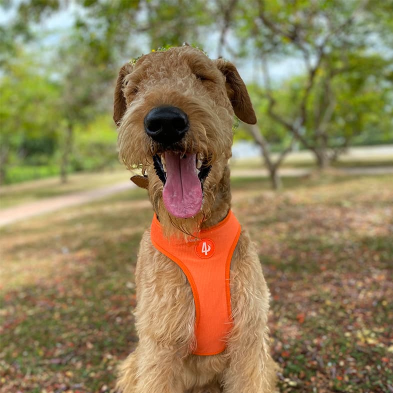 Airedale Terrier with Bright Orange Harness Sitting in Orchard | Taste of the Wild
