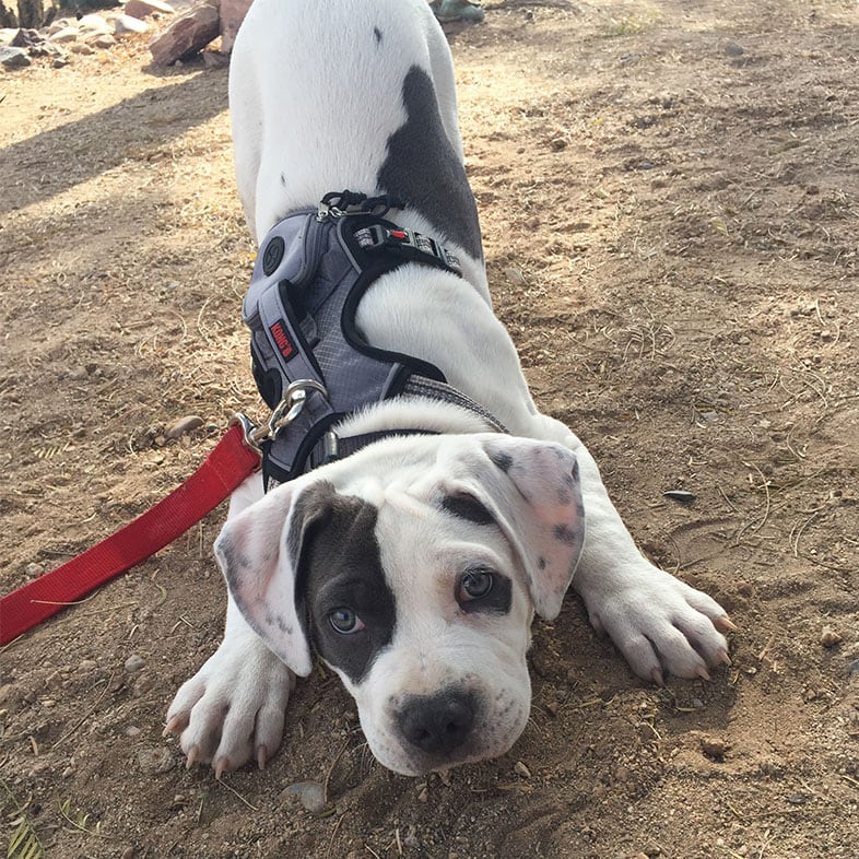 American Bully Puppy Playing in the Dirt | Taste of the Wild