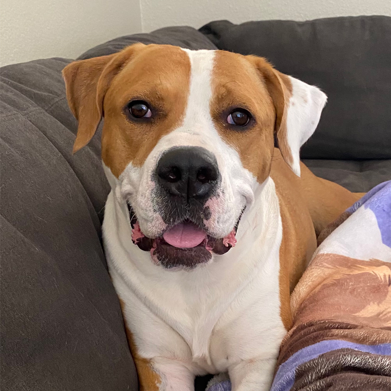 American Bully Mix Sitting on Couch | Taste of the Wild