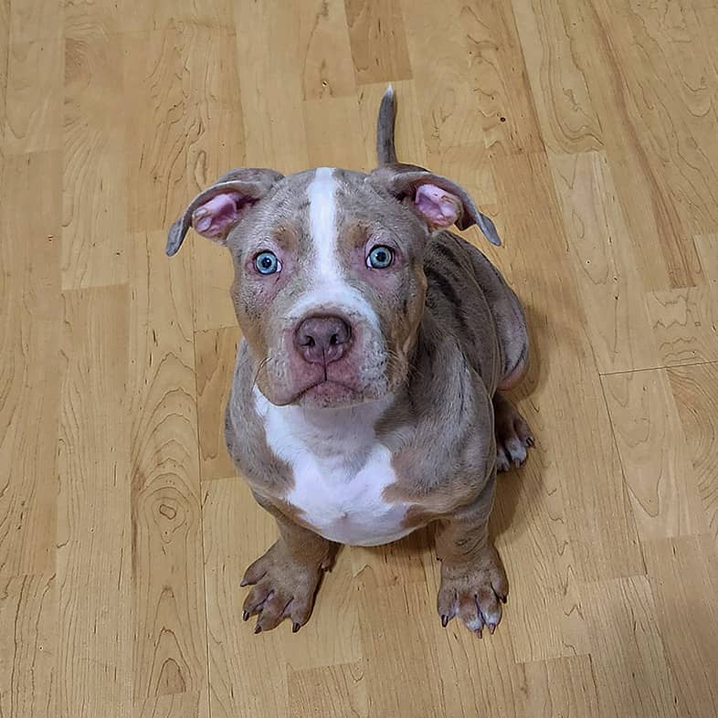 An American bully puppy sitting and looking up.