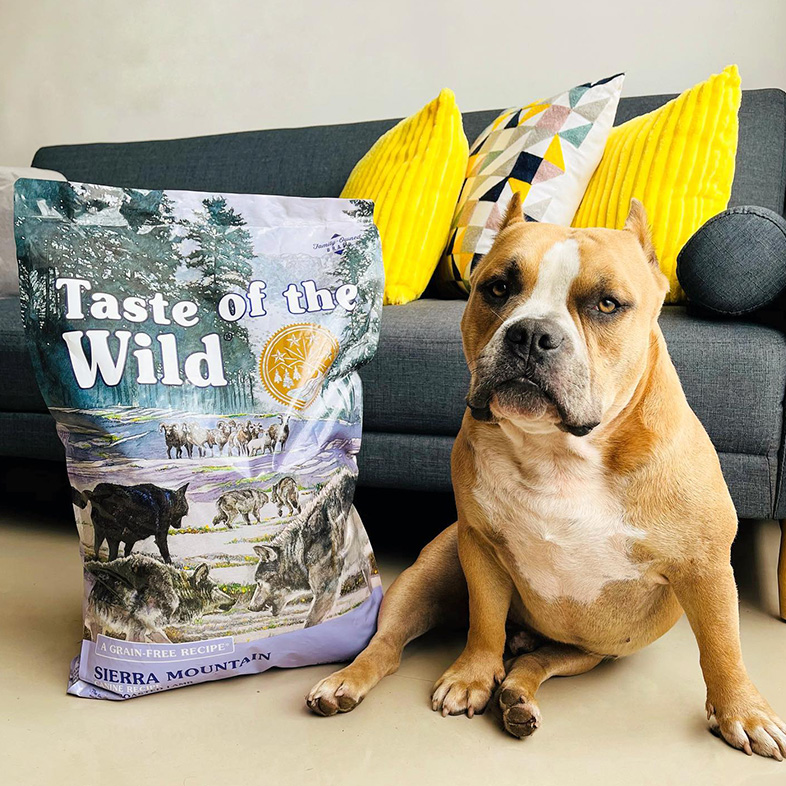 American bully sitting next to Sierra Mountain bag in front of dark gray couch | Taste of the Wild