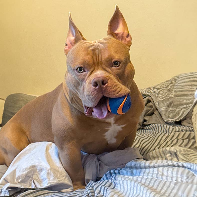 An American bully sitting on a bed with an orange and blue ball in their mouth.
