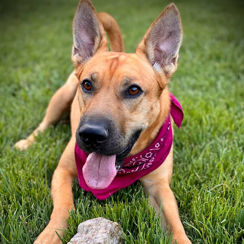 American dingo lying down in the grass wearing a maroon bandana sticking tongue out.