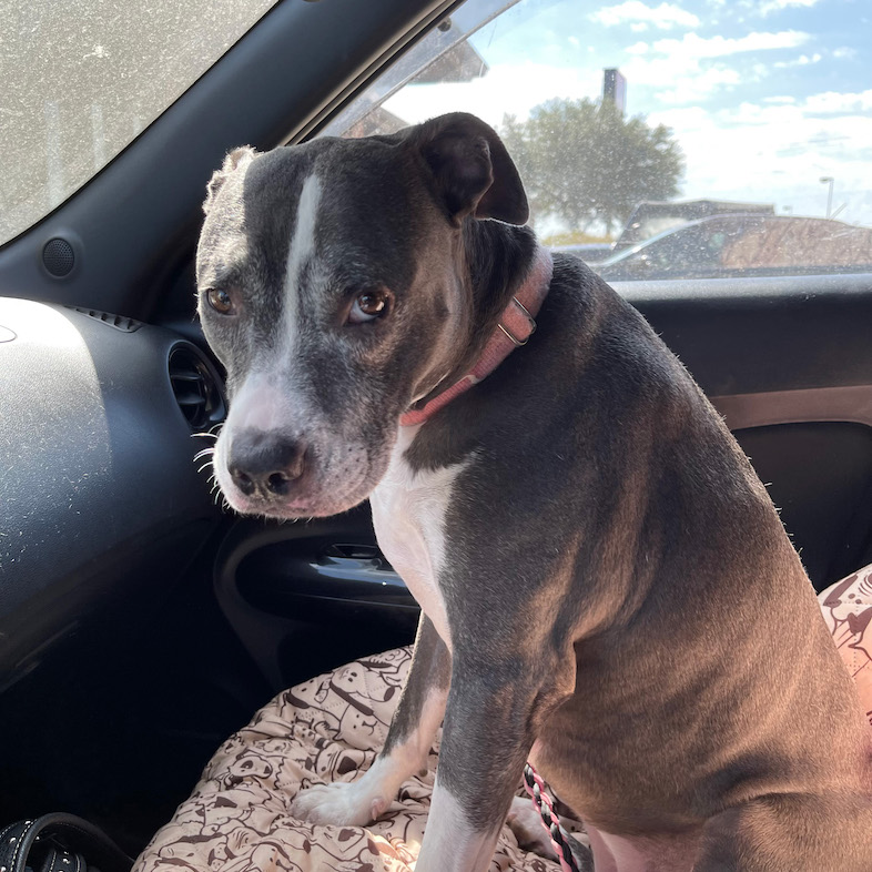 American pit bull terrier sitting down in a car looking at the camera.