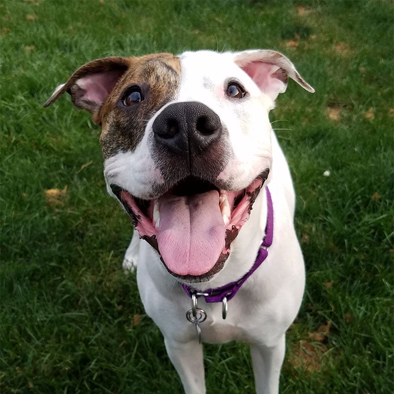 American Pitbull Looking Up with Tongue Sticking Out | Taste of the Wild