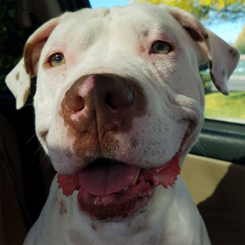 American Terrier Smiling at Camera | Taste of the Wild