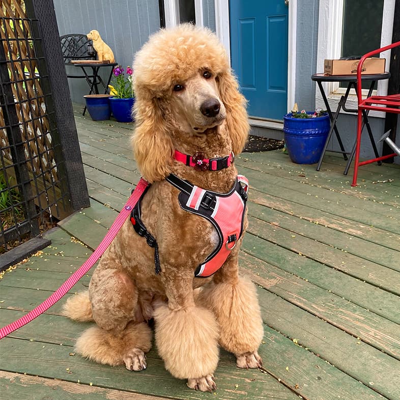 Apricot Standard Poodle Sitting on Backyard Deck with Hot Pink Harness | Taste of the Wild