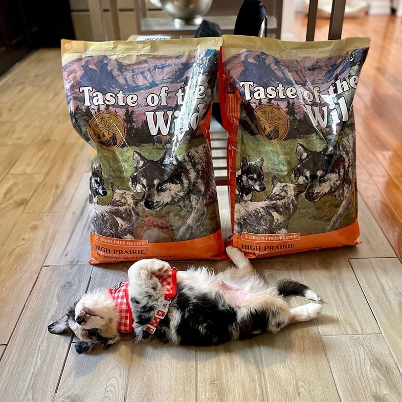 Aussie Dog Lying Paws Up Next to Taste of the Wild Food Bags | Taste of the Wild