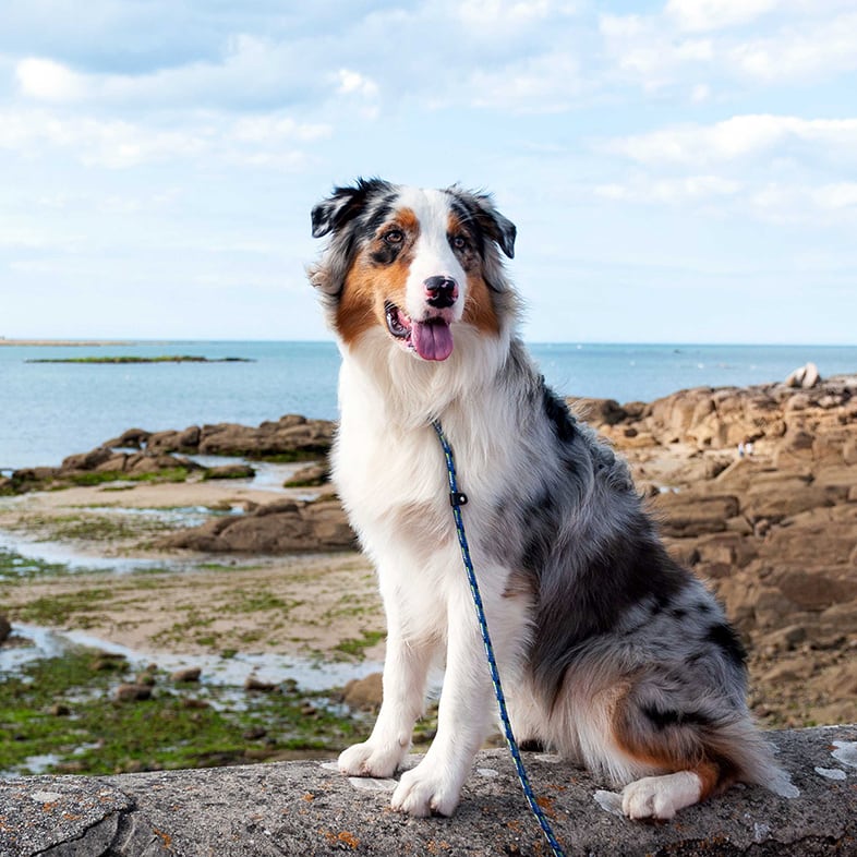 Dog Sitting on a Rock by Water | Taste of the Wild