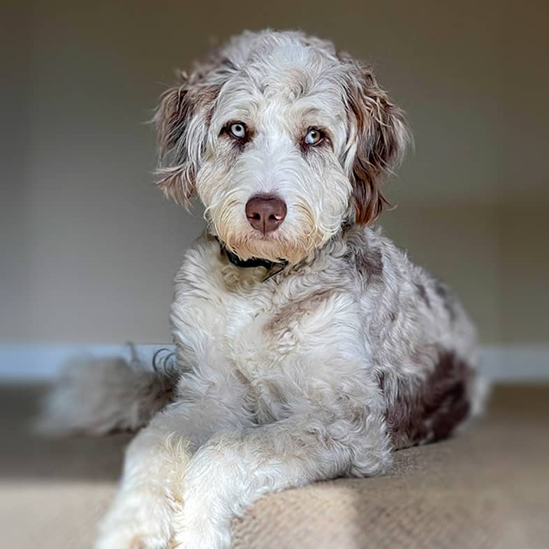 Aussiedoodle lying down at the top of a staircase.