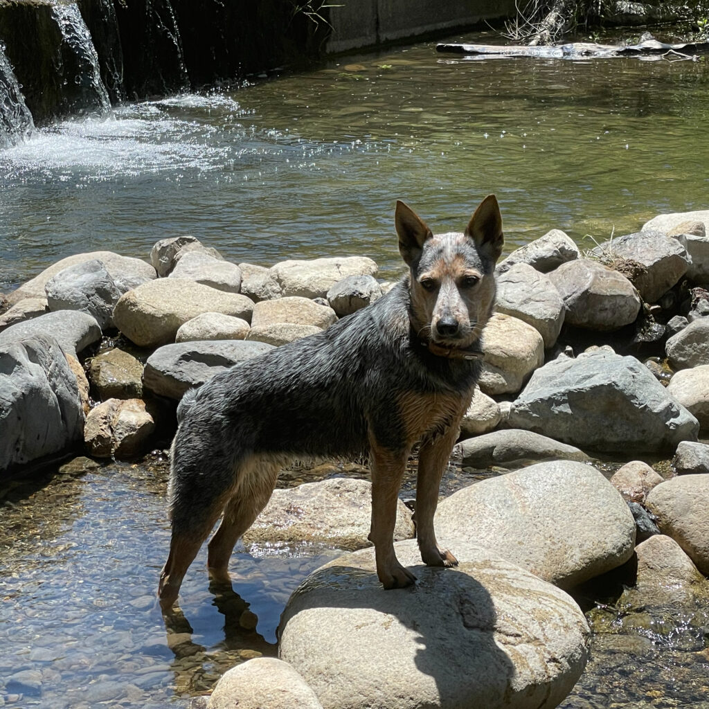 Australian Cattle Dog and Blue Heeler Mix on Rock | Taste of the Wild